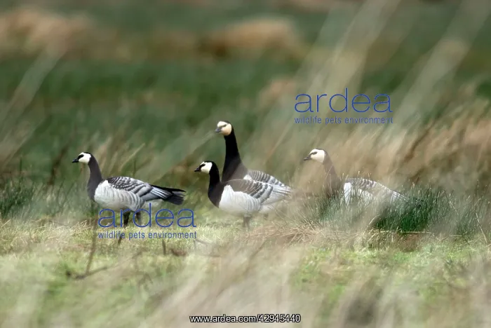 : Barnacle Geese : Barnacle Geese