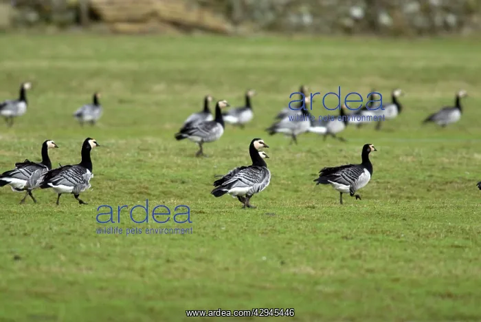 : Barnacle Geese : Barnacle Geese