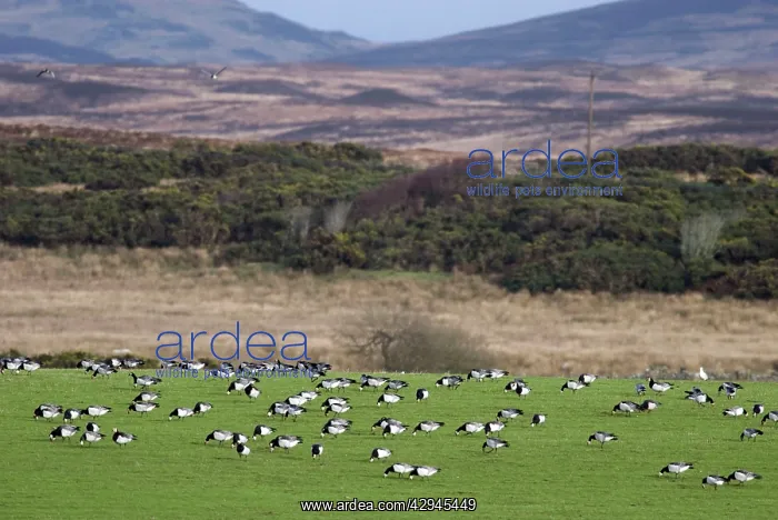 : Barnacle Geese : Barnacle Geese