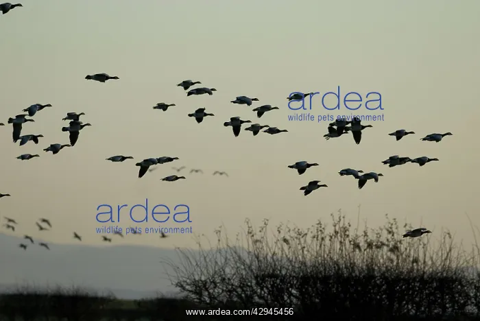 : Barnacle Geese : Barnacle Geese