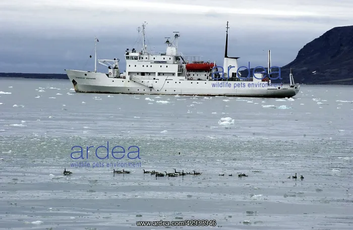 : Barnacle Geese - Alongside Arctic ship Prof Molcholov : Barnacle Geese - Alongside Arctic ship Prof Molcholov