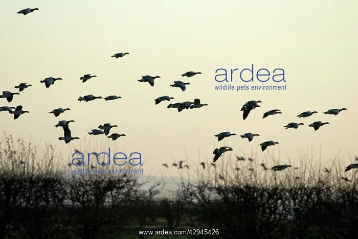 : Barnacle Geese - In flight : Barnacle Geese - In flight