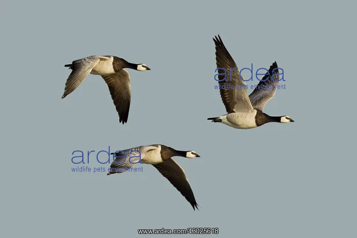 : Barnacle Geese - in flight : Barnacle Geese - in flight