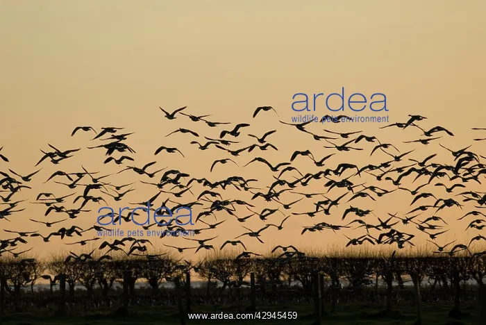 : Barnacle Geese - In flight at sunset : Barnacle Geese - In flight at sunset