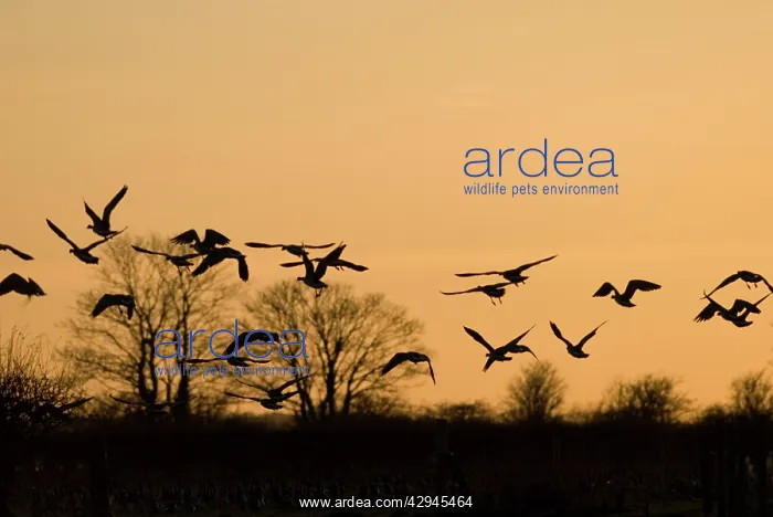 : Barnacle Geese - In flight at sunset : Barnacle Geese - In flight at sunset