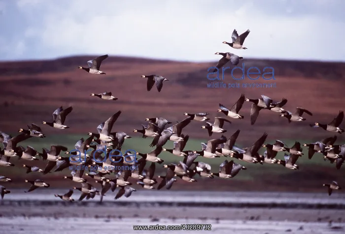 : Barnacle GEESE - flock, in flight : Barnacle GEESE - flock, in flight