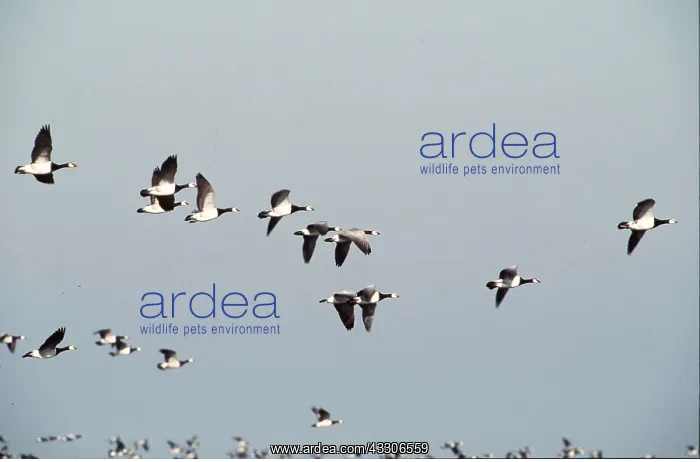: BARNACLE GEESE - FLOCK IN FLIGHT : BARNACLE GEESE - FLOCK IN FLIGHT