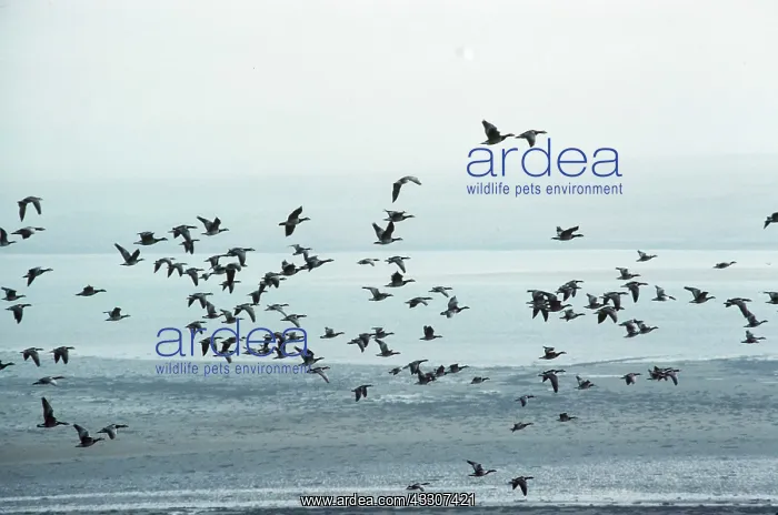 : BARNACLE GEESE - flock in flight : BARNACLE GEESE - flock in flight