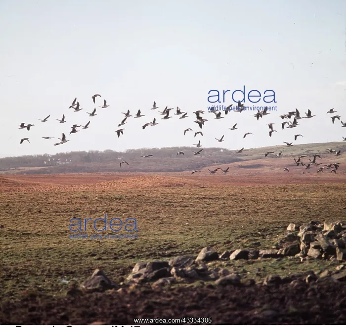 : BARNACLE GEESE - flock in flight : BARNACLE GEESE - flock in flight