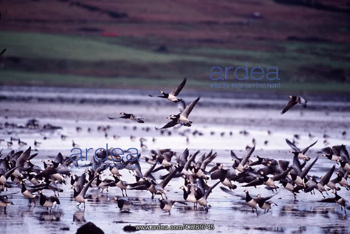: Barnacle GEESE - flock, on water : Barnacle GEESE - flock, on water