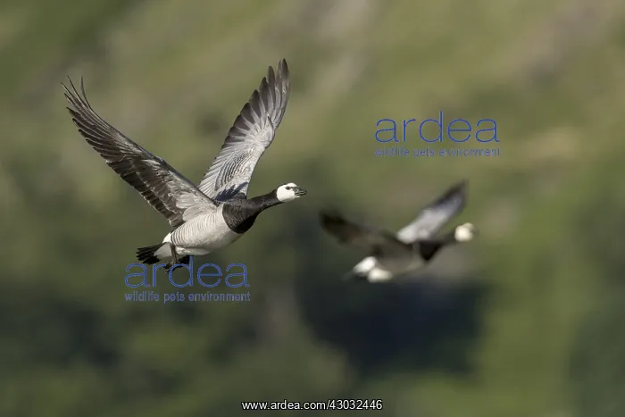  : Barnacle Geese - Two Flying - Cumbria - UK