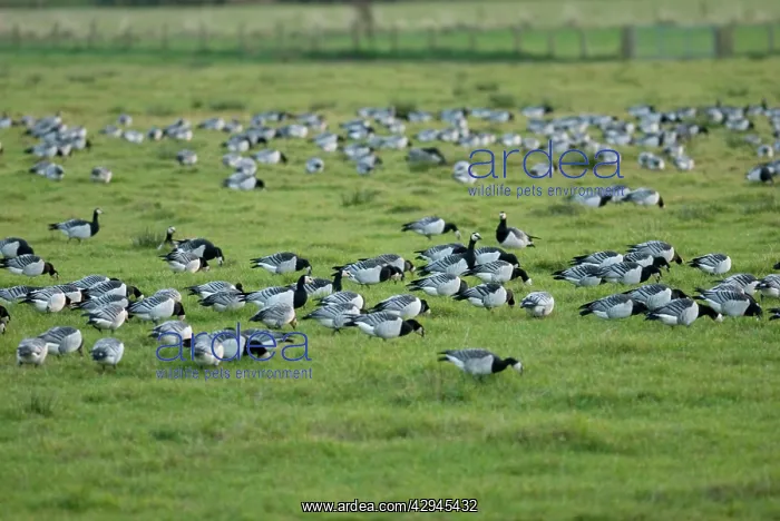 : Barnacle Geese - Grazing : Barnacle Geese - Grazing