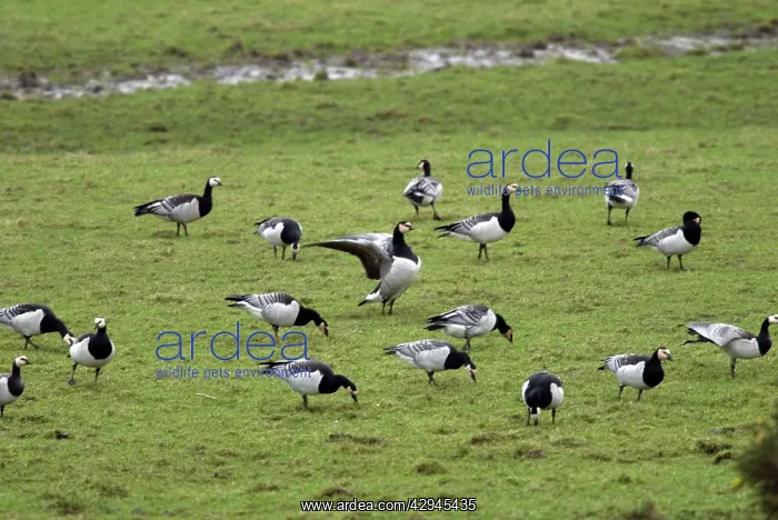: Barnacle Geese - Grazing : Barnacle Geese - Grazing