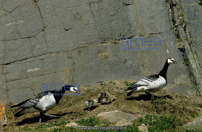 : Barnacle Geese - pair & chicks : Barnacle Geese - pair & chicks