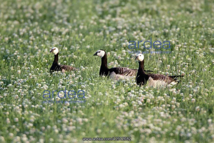: Barnacle Geese - resting on field of clover : Barnacle Geese - resting on field of clover