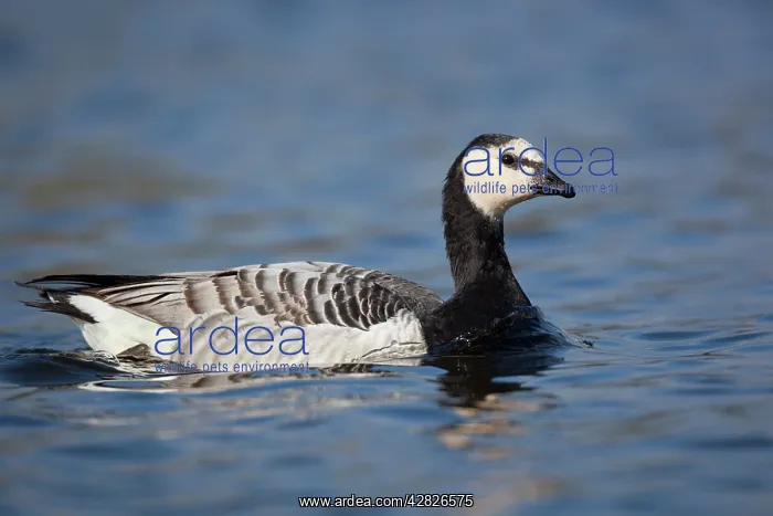 : Barnacle Goose : Barnacle Goose