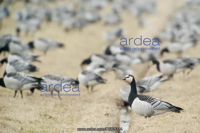 : Barnacle Goose : Barnacle Goose