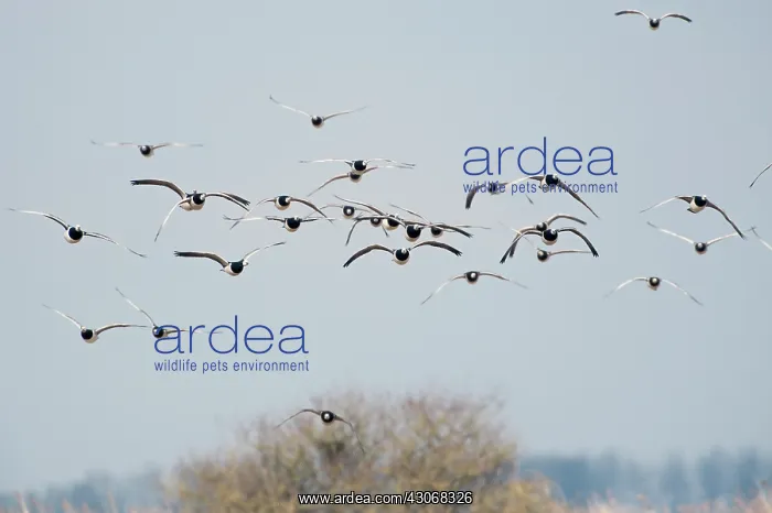  : Barnacle Goose