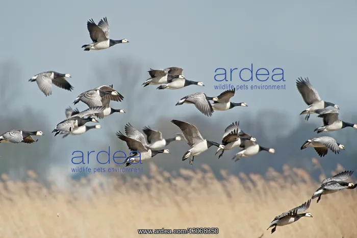 : Barnacle Goose : Barnacle Goose