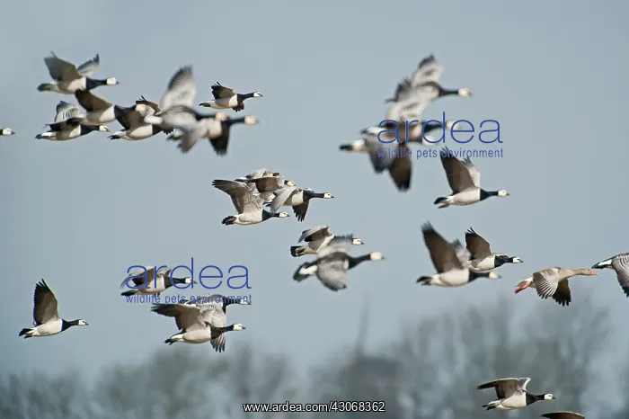 : Barnacle Goose : Barnacle Goose