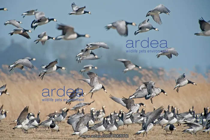 : Barnacle Goose : Barnacle Goose