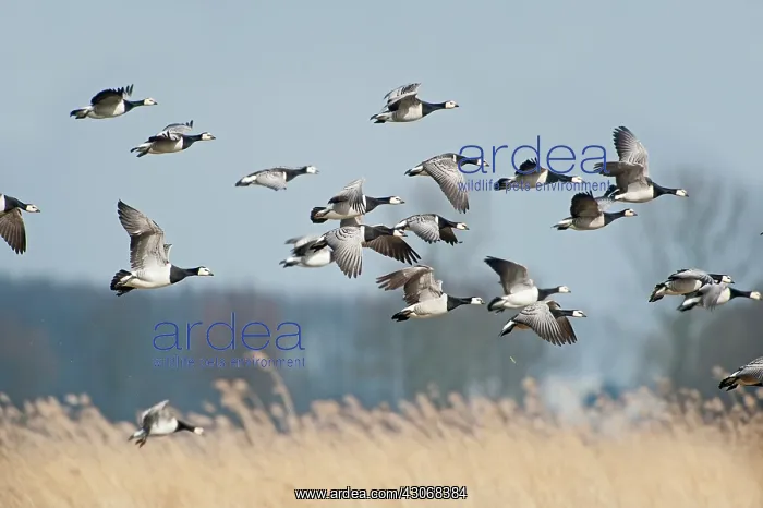 : Barnacle Goose : Barnacle Goose