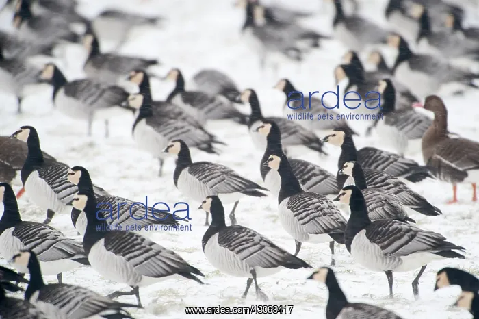  : Barnacle Goose