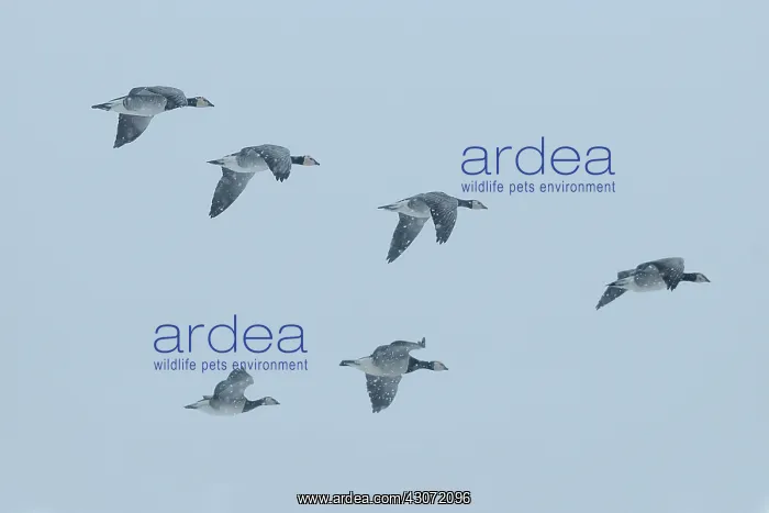 : Barnacle Goose : Barnacle Goose