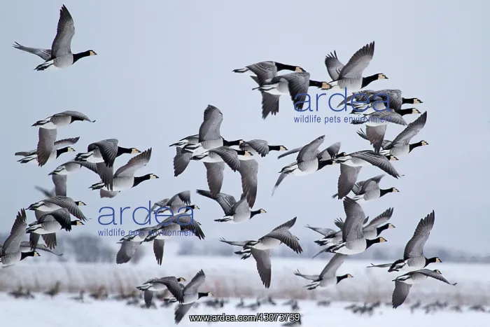 : Barnacle Goose : Barnacle Goose