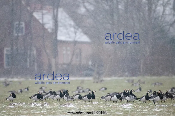 : Barnacle Goose : Barnacle Goose