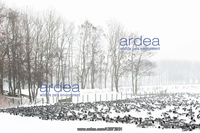 : Barnacle Goose : Barnacle Goose