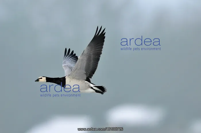 : Barnacle Goose : Barnacle Goose