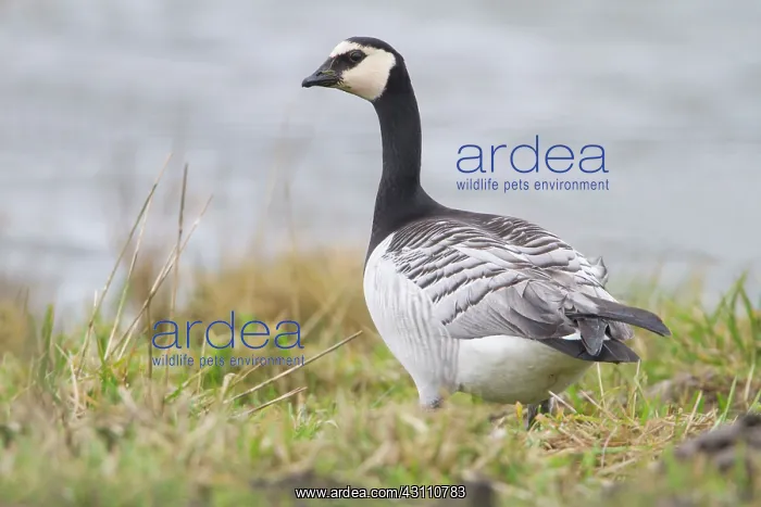 : Barnacle Goose : Barnacle Goose