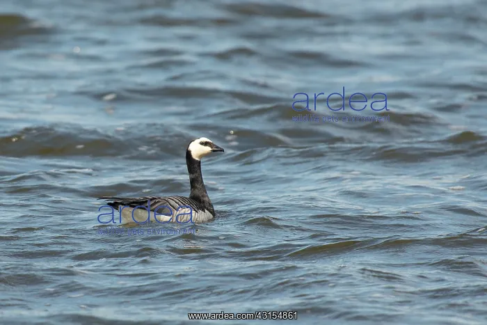: Barnacle Goose : Barnacle Goose