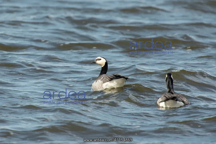 : Barnacle Goose : Barnacle Goose