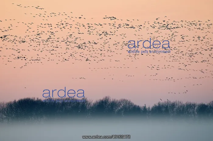 : Barnacle Goose : Barnacle Goose