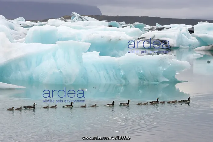 : Barnacle Goose : Barnacle Goose