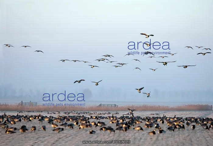 : Barnacle Goose : Barnacle Goose