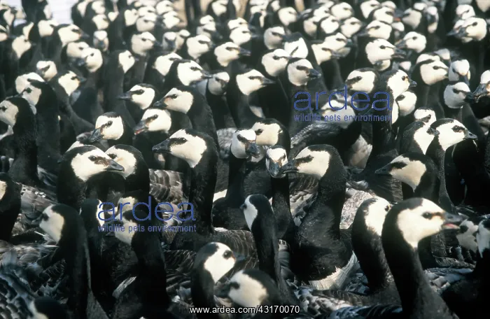 : Barnacle Goose : Barnacle Goose