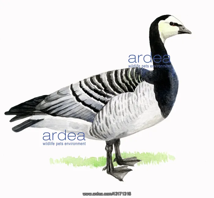 : Barnacle Goose : Barnacle Goose