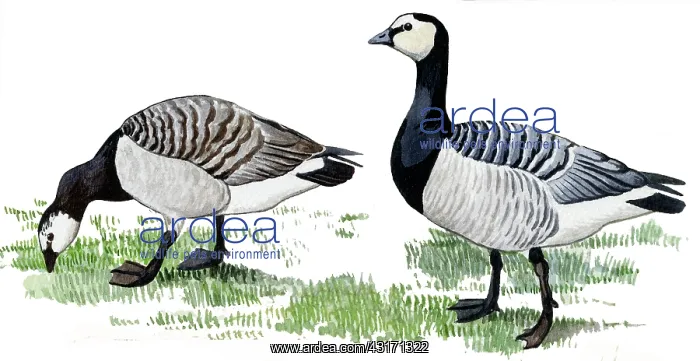 : Barnacle Goose : Barnacle Goose