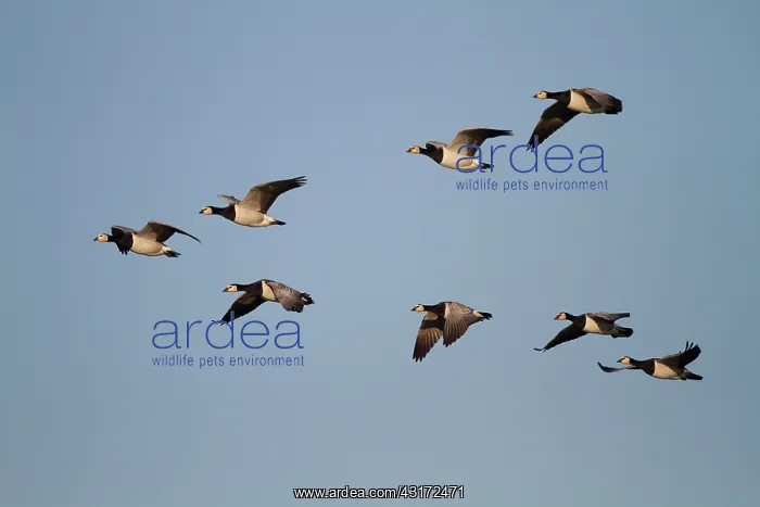 : Barnacle Goose : Barnacle Goose