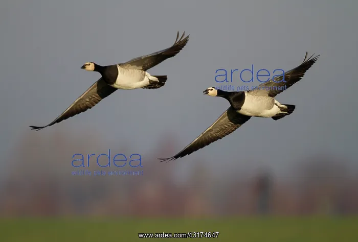  : Barnacle Goose