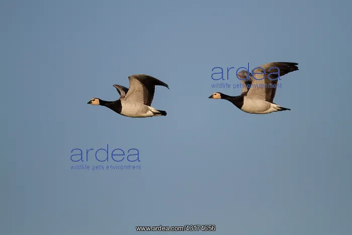 : Barnacle Goose : Barnacle Goose