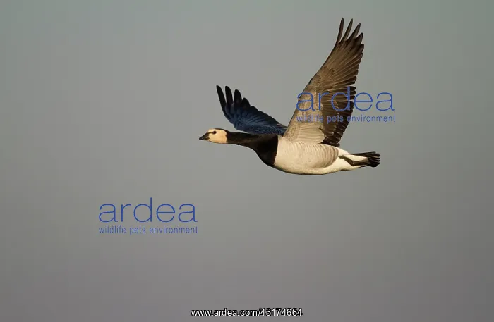 : Barnacle Goose : Barnacle Goose