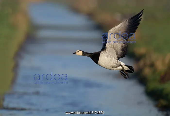 : Barnacle Goose : Barnacle Goose