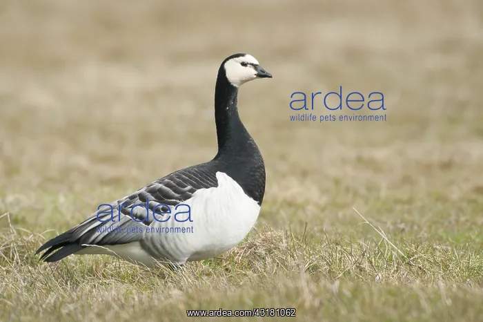 : Barnacle Goose : Barnacle Goose