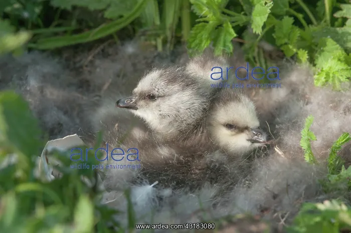 : Barnacle Goose : Barnacle Goose