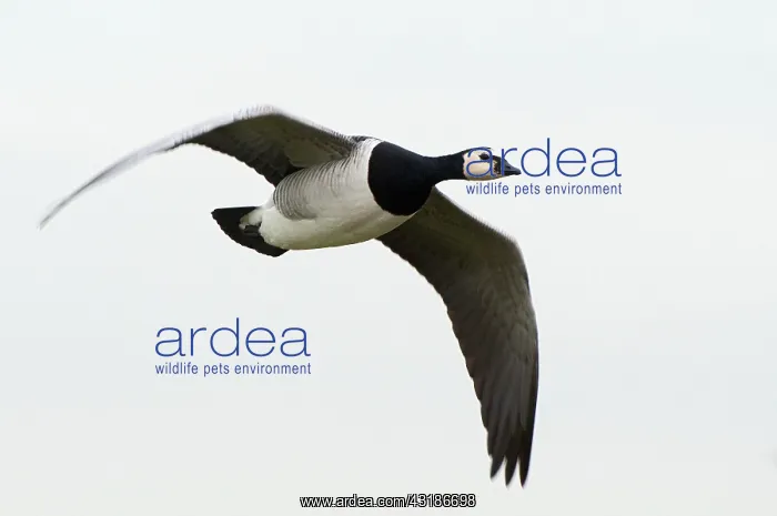 : Barnacle Goose : Barnacle Goose