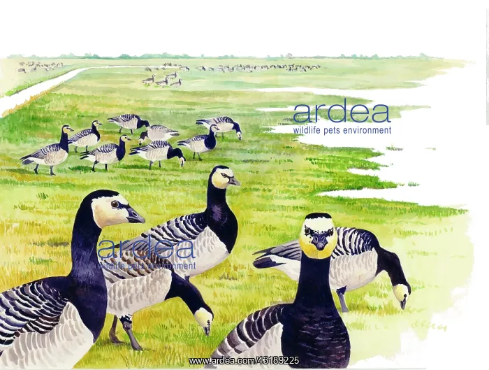 : Barnacle Goose : Barnacle Goose